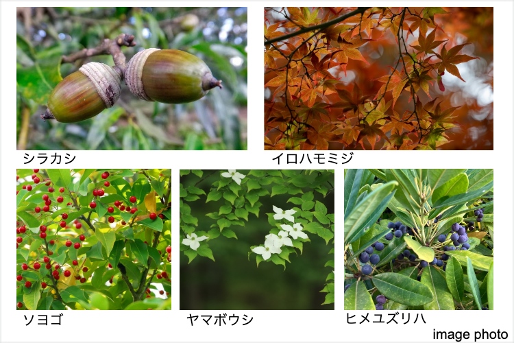 シティテラス上杉の植栽